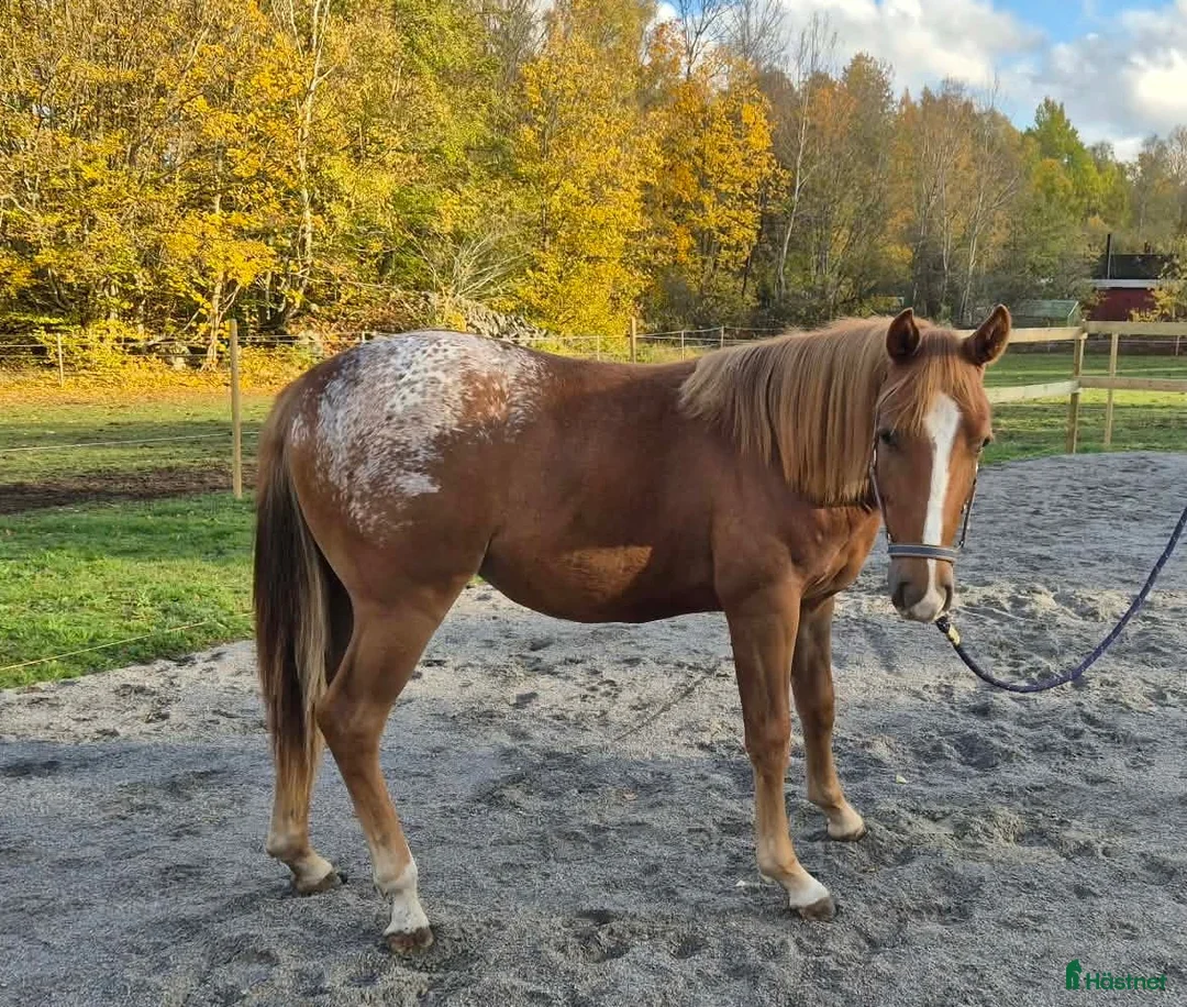 Western hästar till salu: Charmig Appaloosa-valack - Annons 2