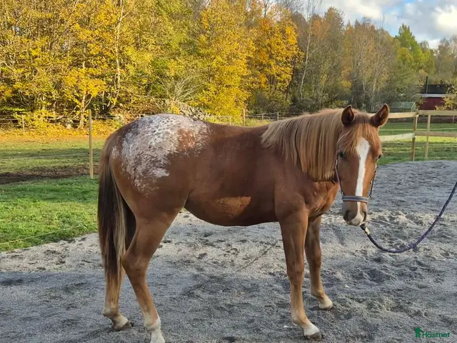 hästar till salu: Charmig Appaloosa-valack - Annons 2