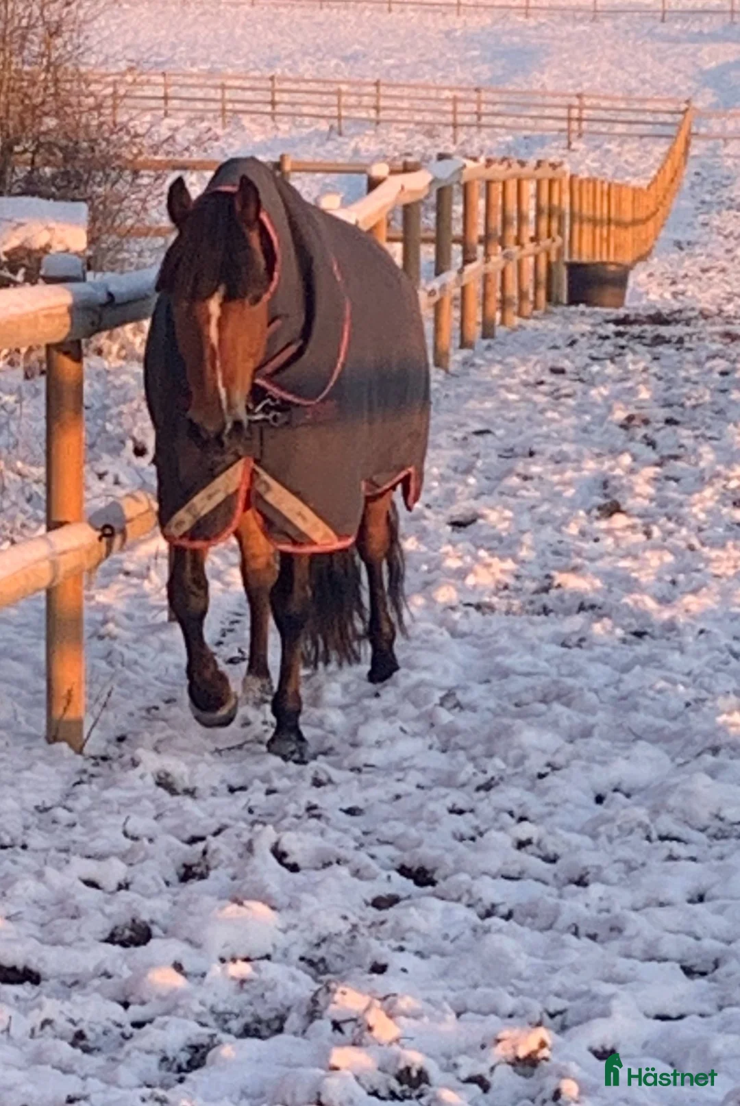  foderhäst finnes: Välskolad New Forest  - Annons 7