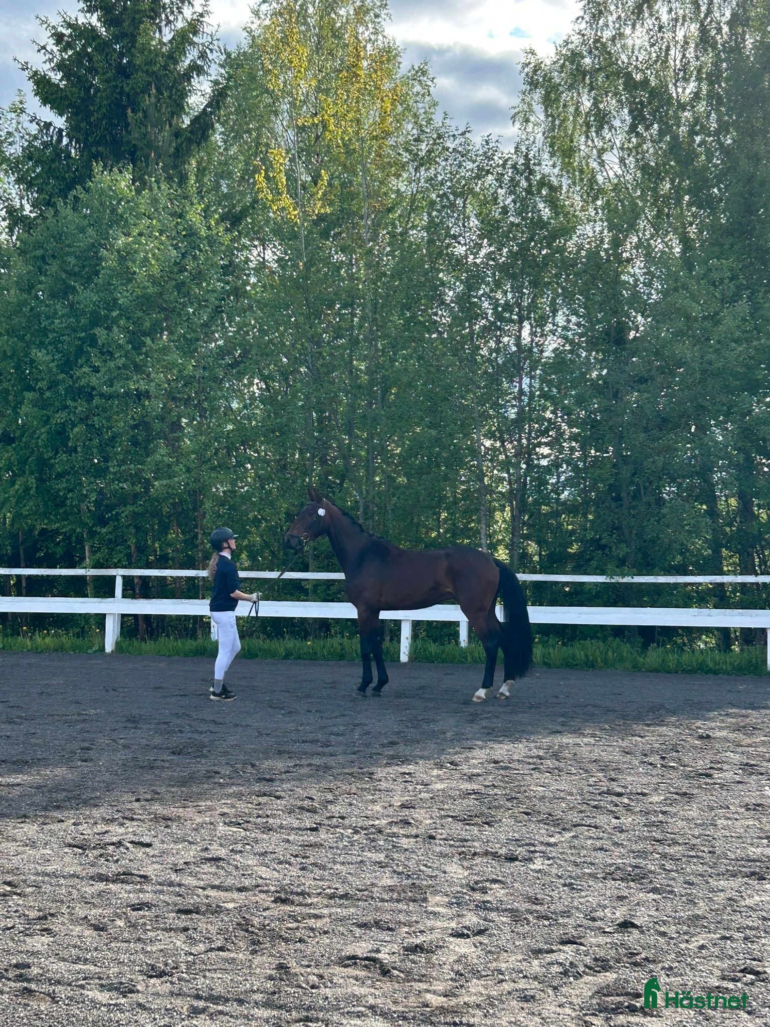  hästar Häftig 4åring!  i Åsele - Annons 16