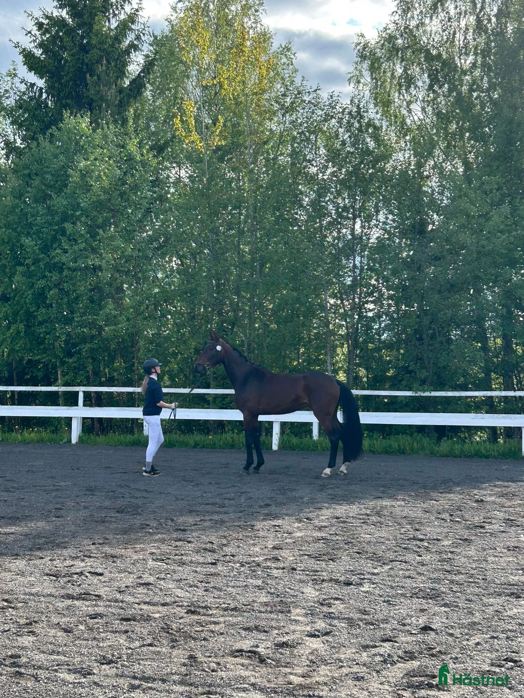 Dressyr hästar till salu: Häftig 4åring!  i Åsele - Annons 1