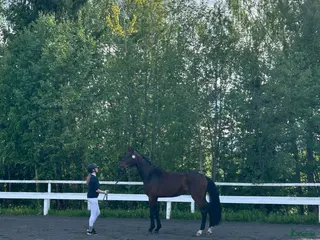 hästar Häftig 4åring! i Åsele - Annons 16