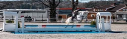 Hoppning hästar till salu: Super, snill og erfaren C-ponni selges - Annons 2
