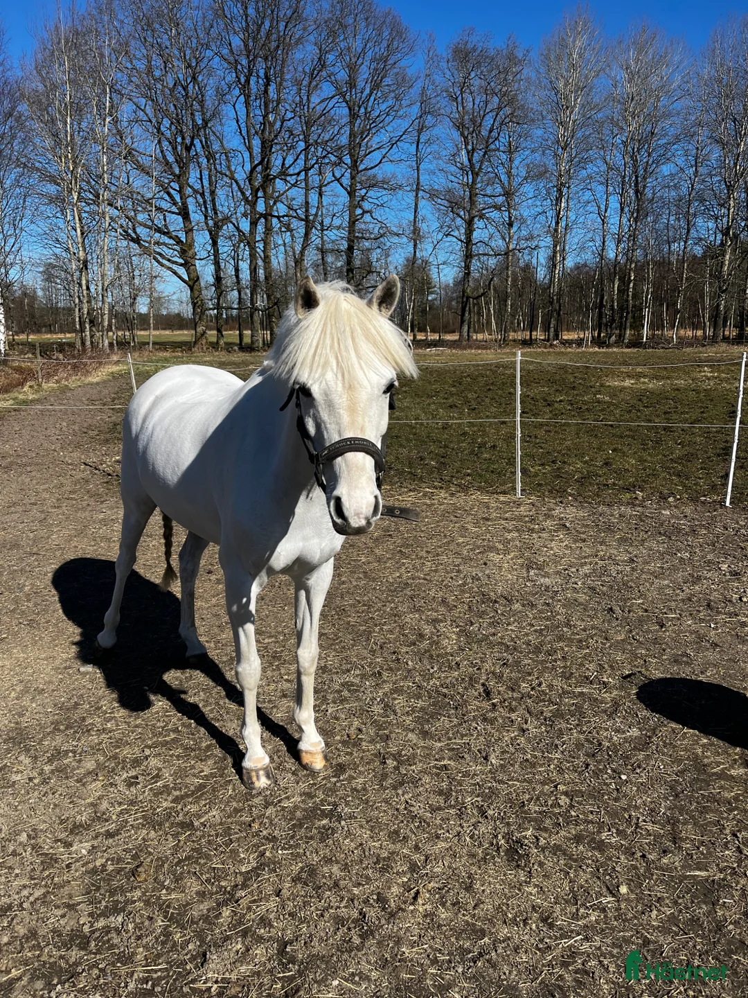 Allround hästar till salu: Allround ponny med kvalitet ovh välriden. i Älvängen - Annons 4
