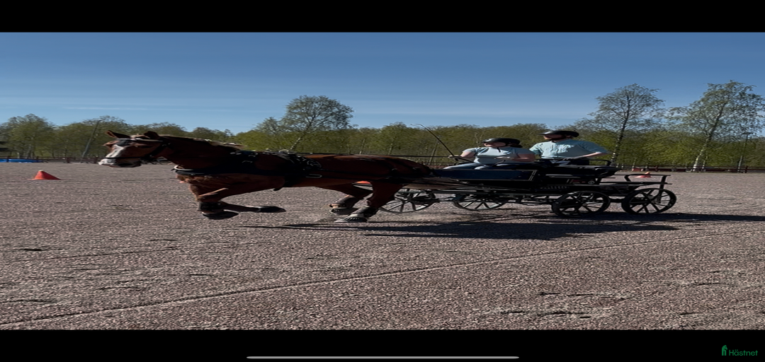 Galleribild {{count}}