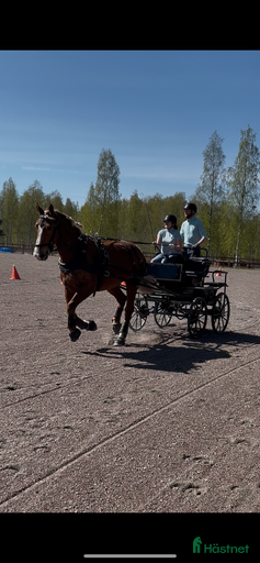 Galleribild {{count}}