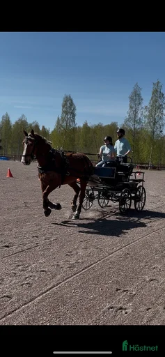 Galleribild {{count}}