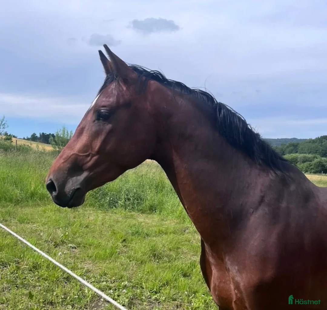 Hoppning hästar till salu: 3 årig SWB valack för framtiden  - Annons 1