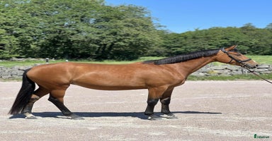  hästar i Ingelstad - Annons 12