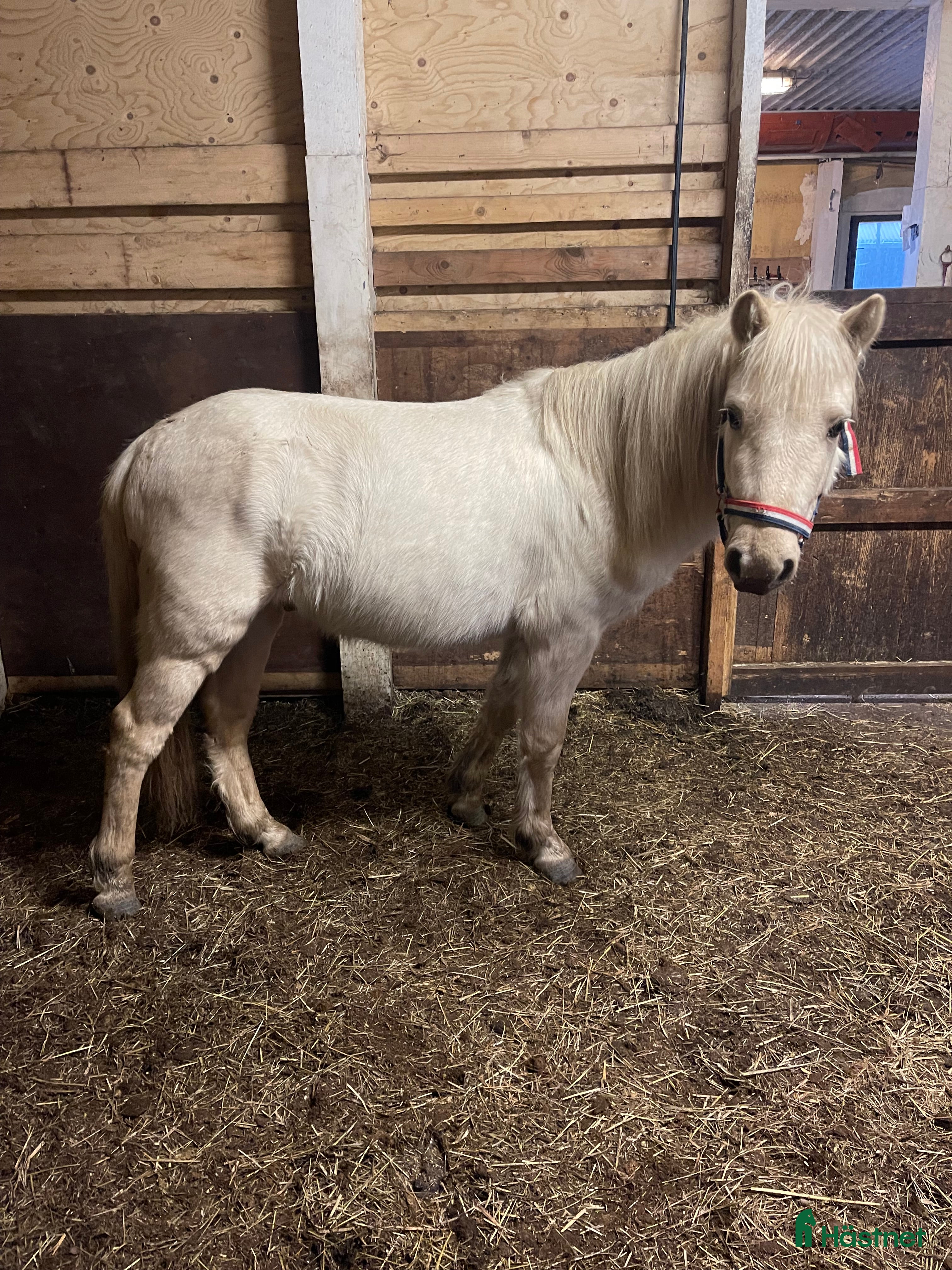  hästar 2 goa grabbar söker nya hem.  i Trollhättan - Annons 15