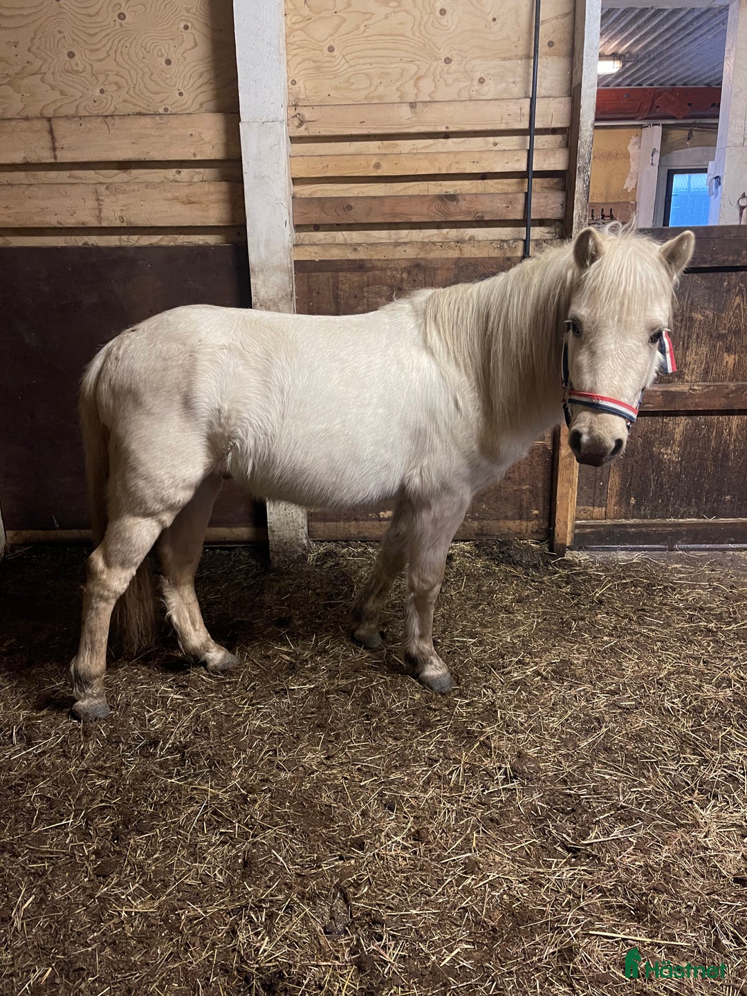 Allround hästar till salu: 2 goa grabbar söker nya hem.  i Trollhättan - Annons 1