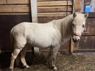 hästar 2 goa grabbar söker nya hem. i Trollhättan - Annons 13