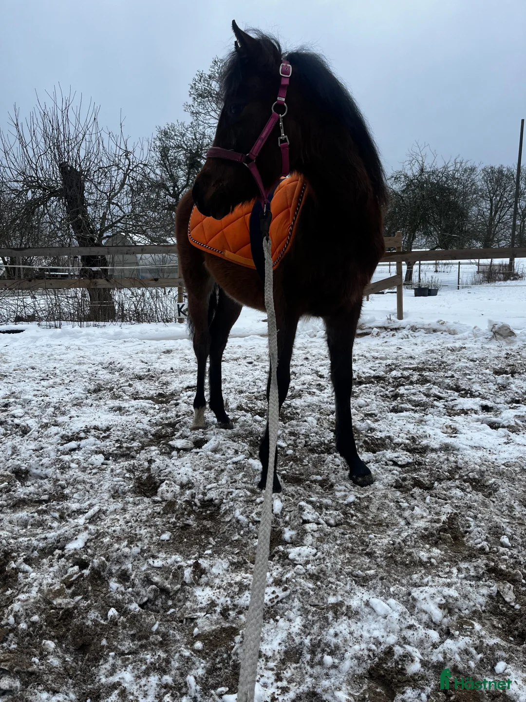 Allround hästar till salu: Vacker w.partbreed i Fridlevstad - Annons 4