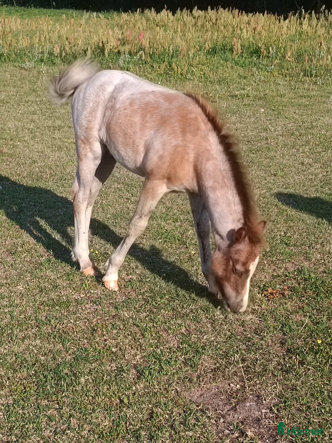 Allround hästar till salu: Welsh mountain hingst  i Borgholm - Annons 6