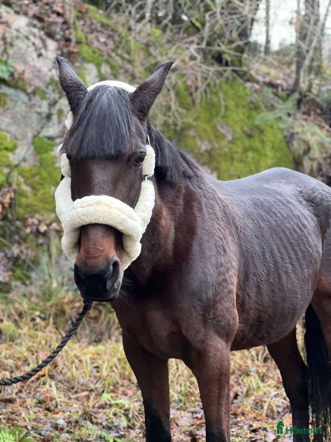 Allround hästar till salu: Mor & dotter häst i Trollhättan - Annons 1