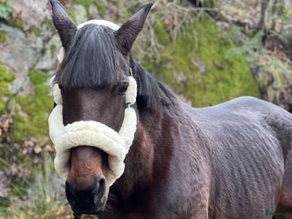 hästar Mor & dotter häst i Trollhättan - Annons 8