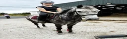 Hoppning hästar till salu: Pumpkin Jack 140cm gelding  - Annons 9