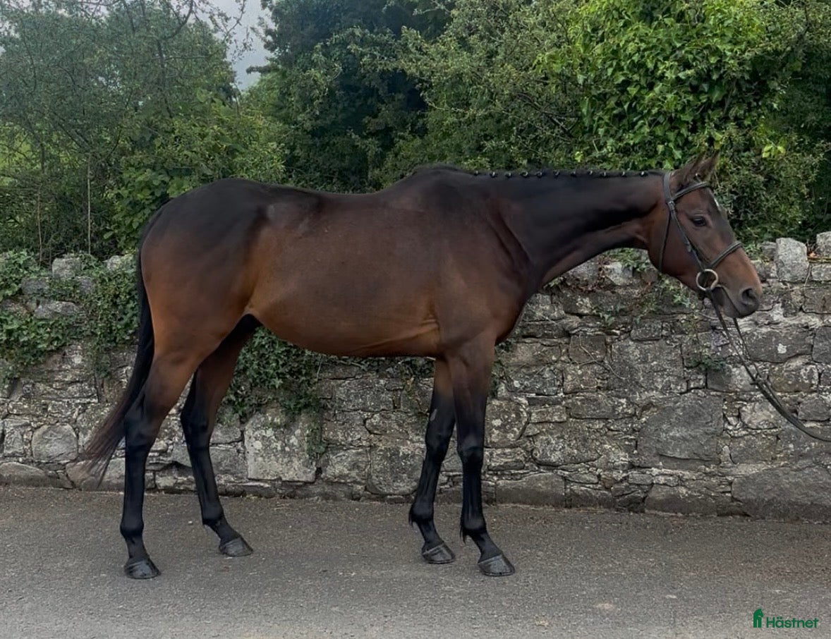  hästar Beautiful Irish Thoroughbred - Annons 1