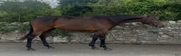 Allround hästar till salu: Beautiful Irish Thoroughbred - Annons 1