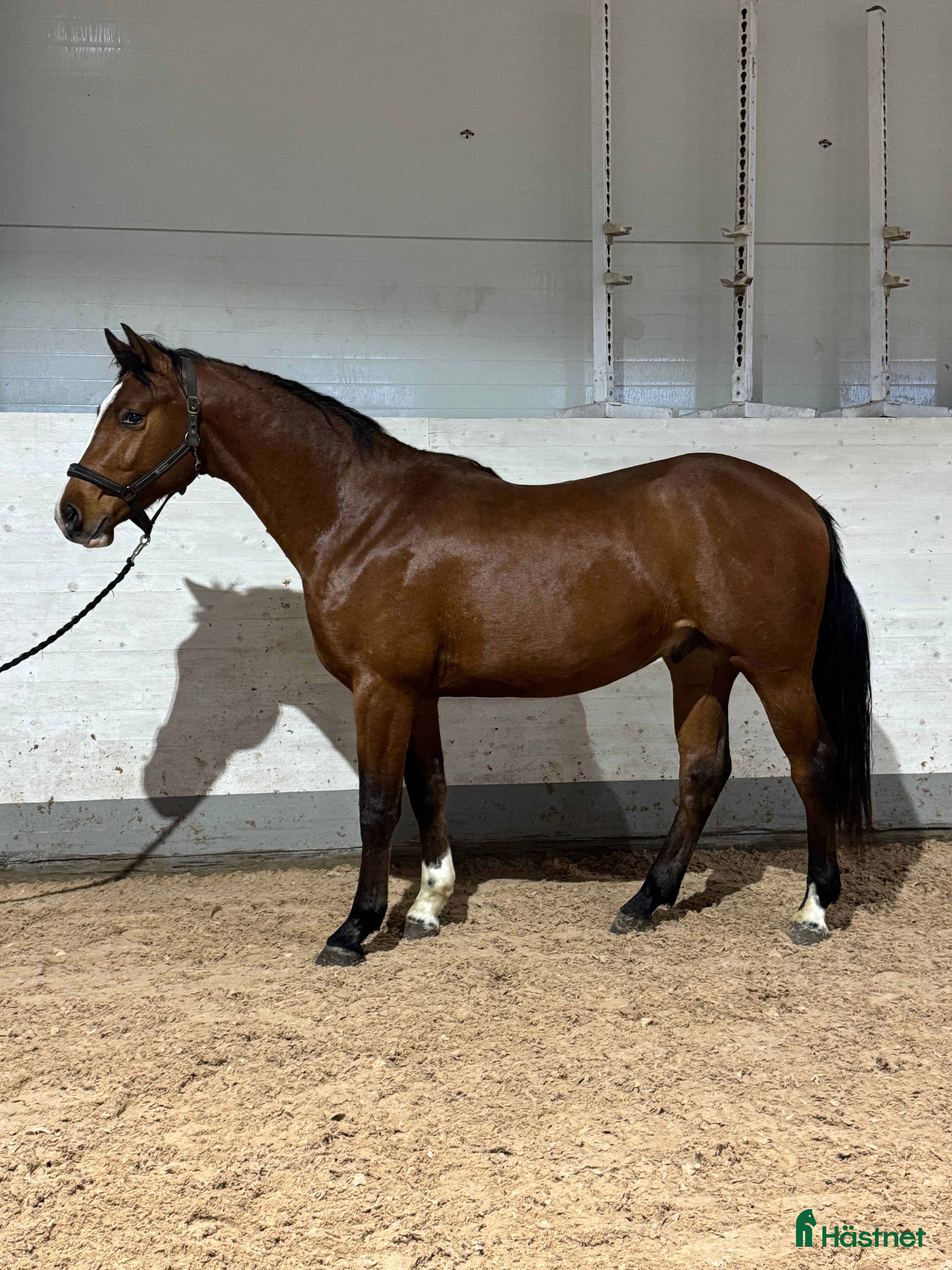  hästar 2,5åring e: Vinnio II W Z - Diamant de Semilly i Västerås - Annons 13