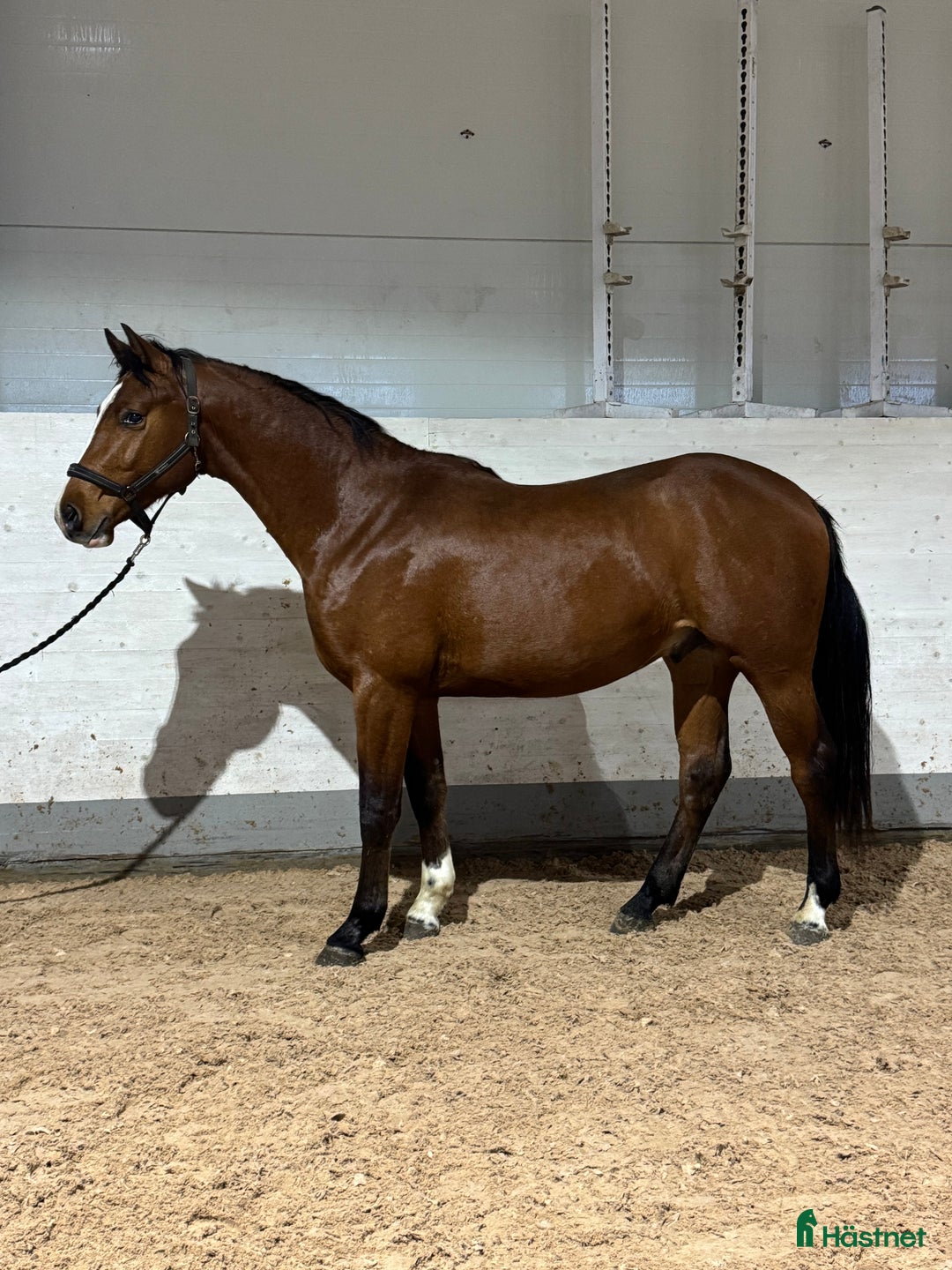 Hoppning hästar till salu: 2,5åring e: Vinnio II W Z - Diamant de Semilly i Västerås - Annons 1