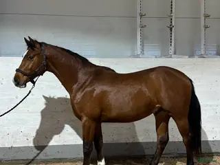 hästar 3åring e: Vinnio II W Z - Diamant de Semilly i Västerås - Annons 14