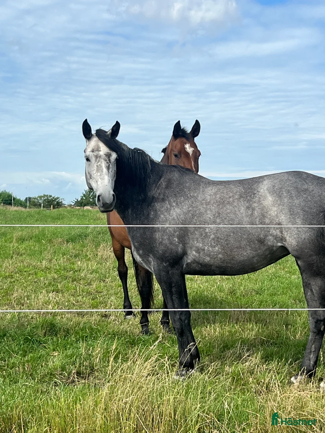 Hoppning hästar till salu: Sto med mkt kapacitet, projekt eller avel i Kågeröd - Annons 2