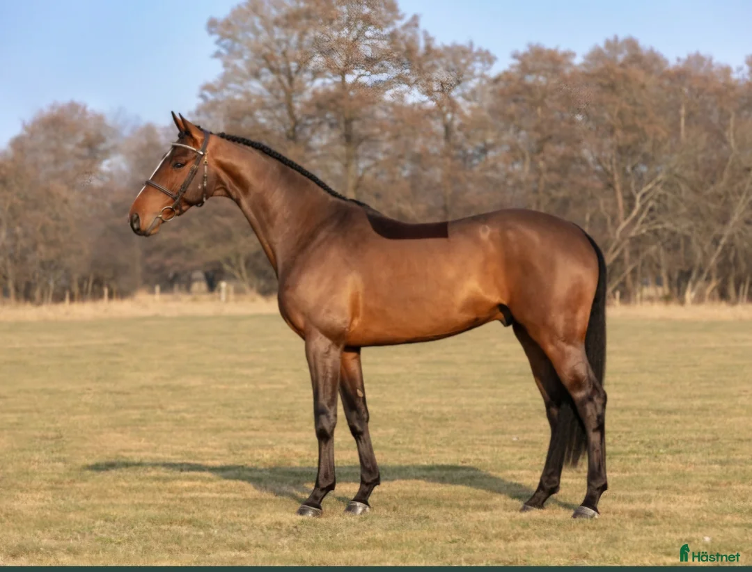 Avelshästar hästar till salu: Föl 2026  i Sävsjö - Annons 2