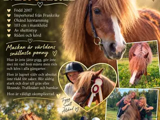 hästar Barnponny med stort hjärta - Annons 2