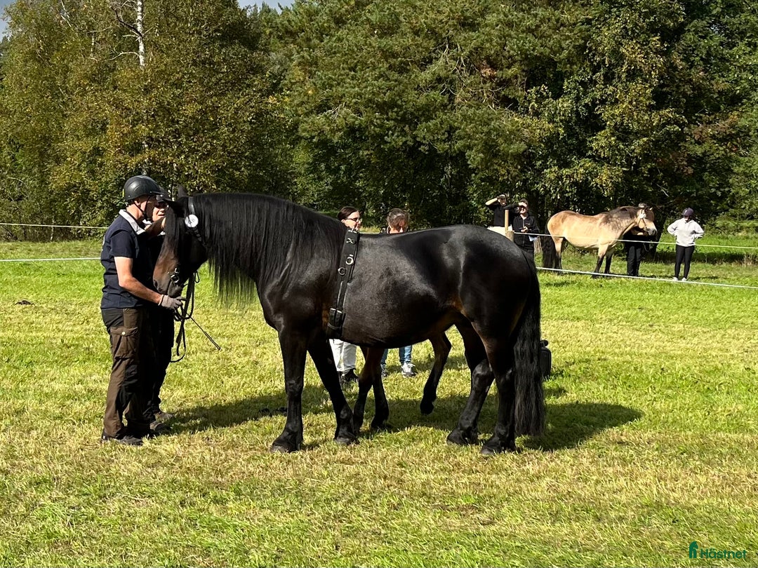 Körning hästar till salu: Nordsvenskt stoföl till salu i Eksjö - Annons 7