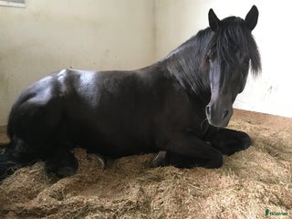 medryttarhäst finnes: Skogsmulle i Hallstahammar - Annons 19