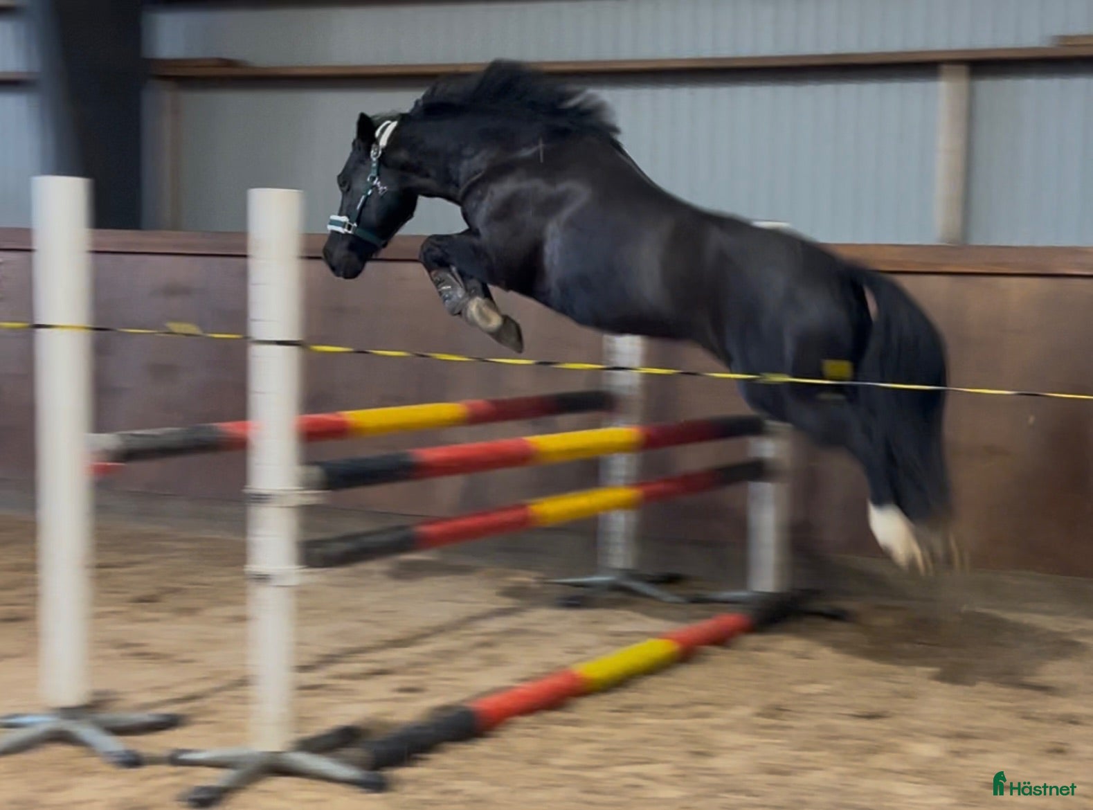  hästar Allround ponny - Annons 4
