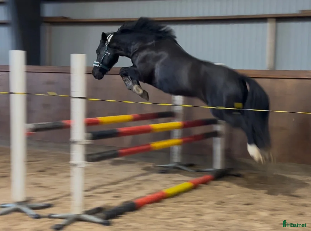Allround hästar till salu: Allround ponny - Annons 1