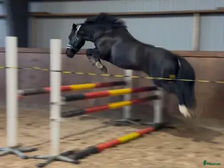hästar Allround ponny - Annons 4