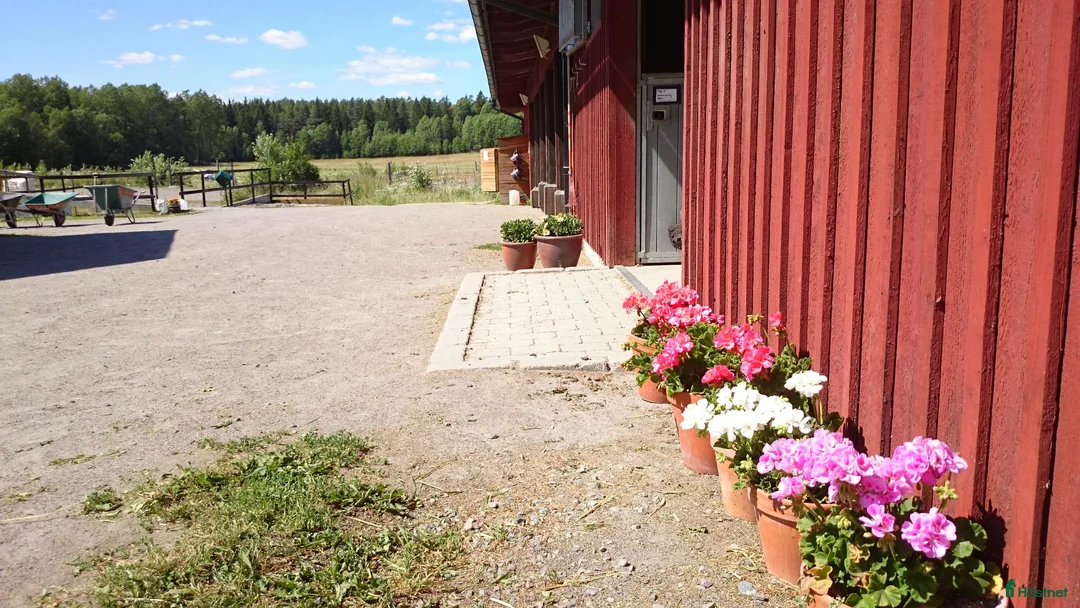  stallplats finnes: Lösdrift för lättfödda - Annons 3