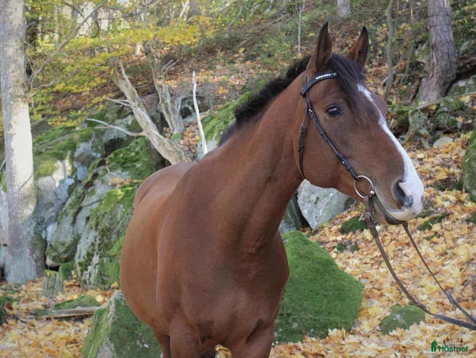 Övrigt hästar sökes: Söker efter Cheyenne i Mörrum - Annons 2