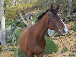 Övrigt hästar sökes: Söker efter Cheyenne i Mörrum - Annons 2