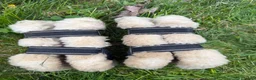 Benskydd hästutrustning till salu: Fluffiga hoppskydd - Annons 2