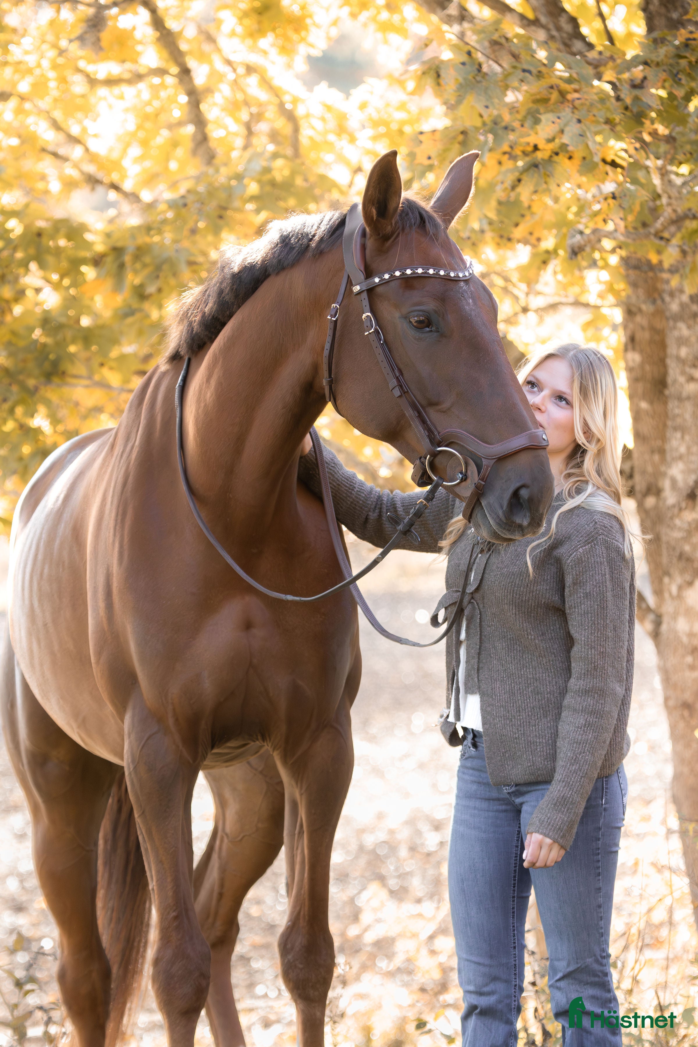  hästar Swb sto för framtiden i Enköping - Annons 16