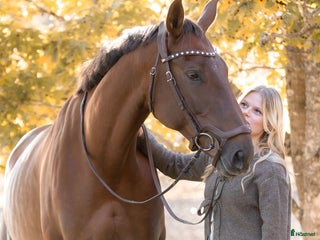 hästar Swb sto för framtiden i Enköping - Annons 22