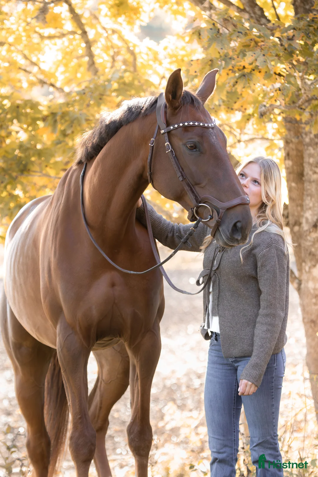 Hoppning hästar till salu: Swb sto för framtiden (Prissänkt!) - Annons 1