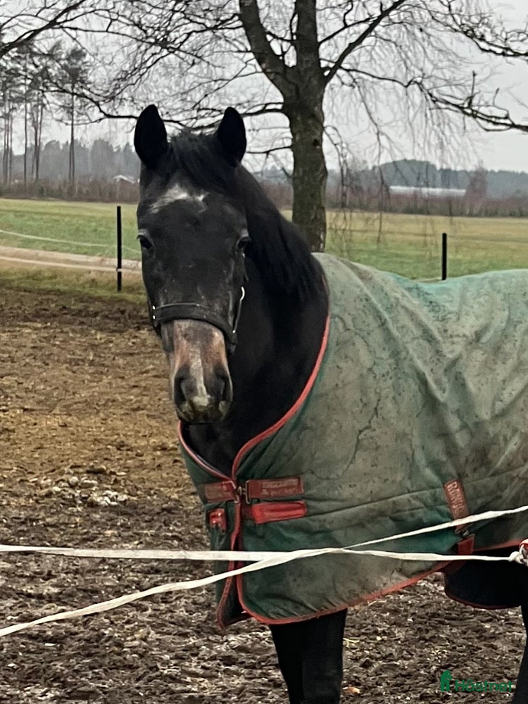  hästar Trevlig unghäst med utstrålning  i Skara - Annons 2