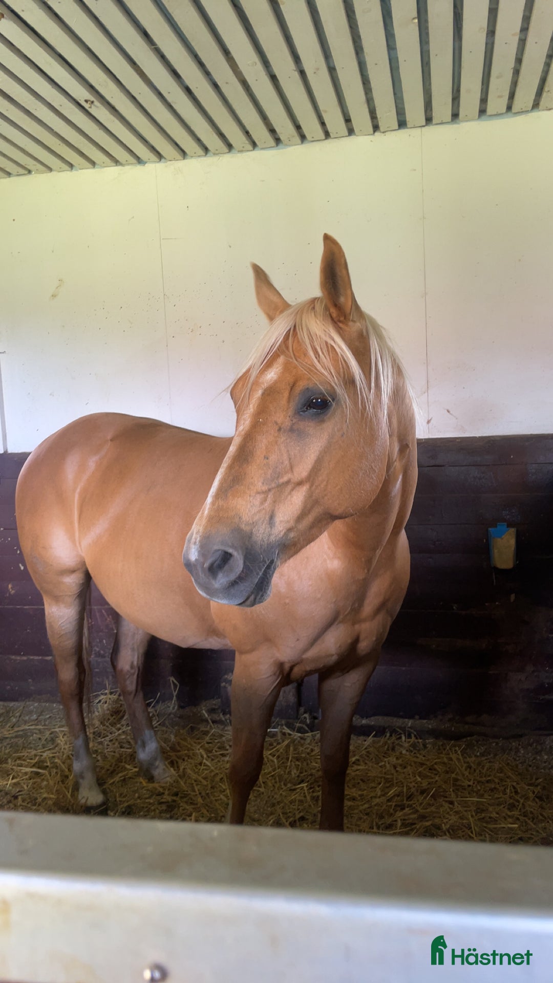 Western hästar till salu: Framtida Reining/cowhorse 💫  i Hjo - Bild 4