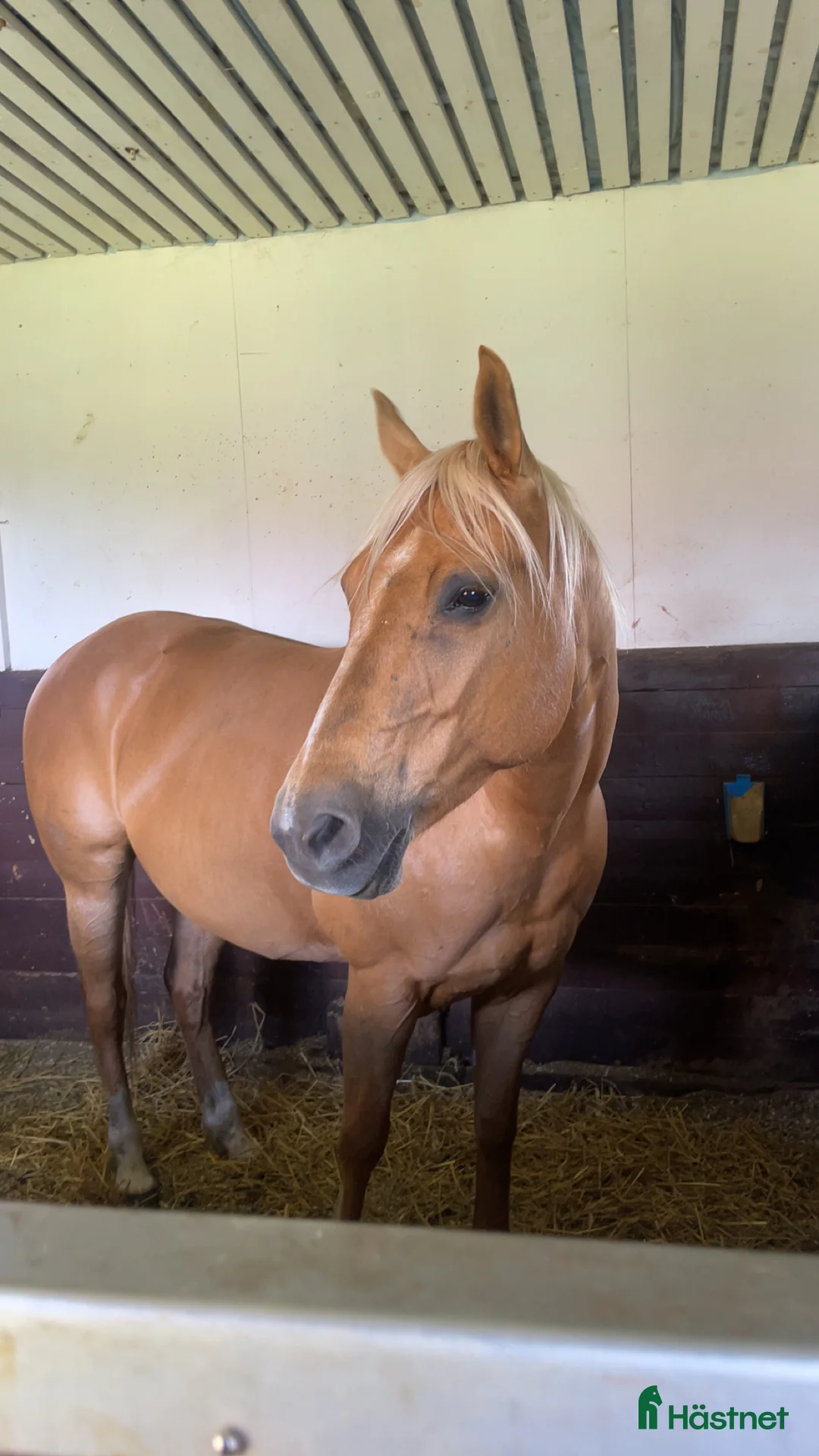 Western hästar till salu: Framtida Reining/cowhorse 💫 ev. Byte - Annons 5