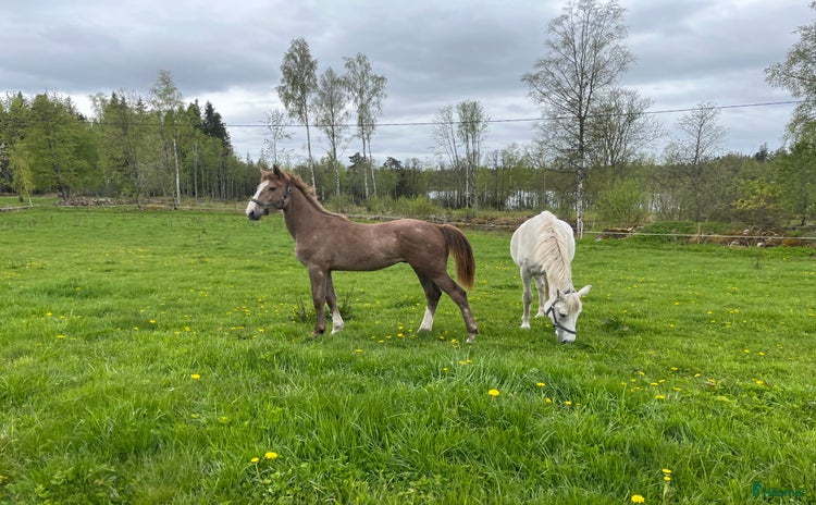  hästar i Forserum - Annons 16