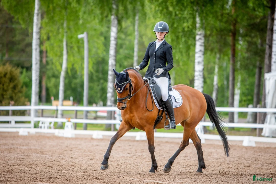 Dressyr hästar till salu: Fei pony for sale i Metsäkulma - Annons 1