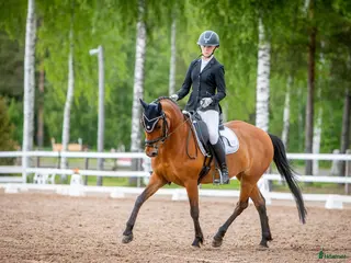 hästar Fei pony for sale i Metsäkulma - Annons 3