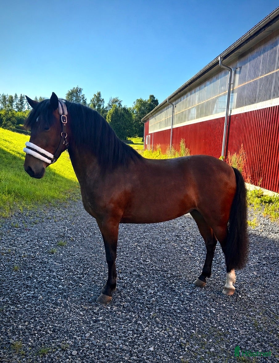  hästar Sto 4 år - Annons 9