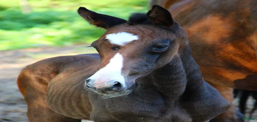 Galleribild {{count}}