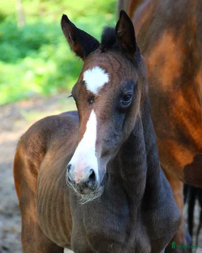 Galleribild {{count}}